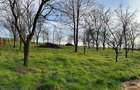 Teren, 48 ari, , cu casa batraneasca, Antoceni, Forasti, Suceava - 6