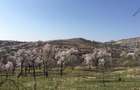 Teren intravilan in livada de migadali si alti pomi fructiferi - Tohani, Prahova - 4