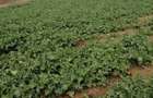 vand teren agricol extrvilan 8.14 ha.