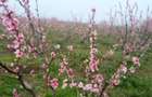 Teren de vanzare 6 hectare - 3