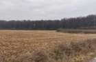Teren Exclusiv 4.550 mp Ciolpani - Zona Narrative / Padurea Snagov - 4