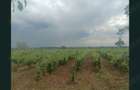 Vand teren intravilan Valea Calugareasca - 6