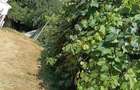 Gospodarie completa 1.1 Ha, Valea Poienii - Dolhasca, Curent Electric, Locuibila + Utilaje - 6