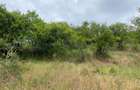 Teren intravilan 867 mp Paleu, zona str. Padurii zona Oncea - 6