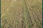 vand teren in Gostilele Calara?i