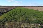 2,5 hectare de teren agricol in comuna Vedea din judetul Teleorman - 1