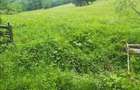 Teren de 4000 mp, în Muntele Băișorii - 3