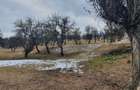 Teren Construcții extravilan de 10000 mp, în Bod - 10