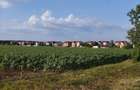 SE VINDE TEREN 5000 MP INTRAVILAN, MIXT CU DESCHIDERE LA DJ101 DE 42m - 1