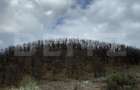 Vand 2 hectare de padure de Stejar, Carmazanesti - 2