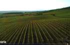 Vanzare VIE 16,5 ha, teren agricol Boldesti-Scaeni, langa crama Feruccio - 2