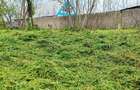 Casă cu 2 camere în Sulina - 10