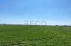 Casă cu 3 camere cu Teren 7794 Mp în Tămășeu - 10