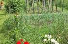Gradina premium 1000 mp-Tocile de Sus, SADU - 8