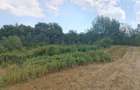 2 Parcele de teren extravilan zona Bradet Pret 3000eur/ar neg usor - 1