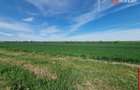 Teren extravilan de 9500 mp de vanzare in Remetea Mare - 3