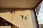 Apartament 2 camere Snagov - 4