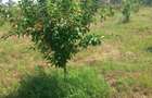 Casa si Teren 4430mp Pitulati,Jud Braila