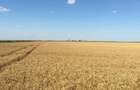 Vand teren agricol 103 ha compact in Judetul Timis