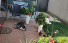 Casa tip insiruita- zona Cartierului Latin - 9