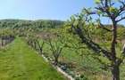 Teren 5,70 ha intravilan+extravilan, Vladimir-Andreesti , Jud.Gorj - 9
