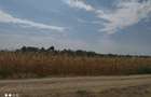 Teren 3400 comuna Daia la 200 m de DN5 Giurgiu-Bucuresti - 6