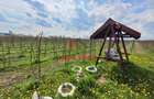 Teren extravilan in Baicoi 10.000mp plantatie mure --80.000e - 15