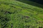 Teren gol alpin pa?une de 18.5 ha, muntele Stana Mare, jud Gorj - 2