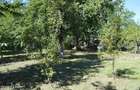Curtea de Arges - Ultracentral - Casa autentica 180 mp, Teren 1336 mp - 18