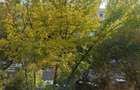 Apartament 3 camere, Militari Uverturii (spate la Teatrul Masca) - 8
