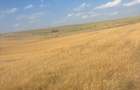 Teren intravilan de 500 mp, în Malu Mare - 4