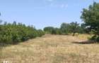 Teren 3400 comuna Daia la 200 m de DN5 Giurgiu-Bucuresti - 8