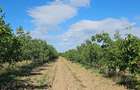 Vanzare plantatie/ferma de nuci, 2000 pomi, 14ha, Prahova - 6