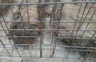 Single deosebit-Teren 1000 mp-Toate utilitatile - 6