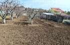 Vils la gri in Buftea, Strada Indepententei,NR 8 ,Calul Balan - 1