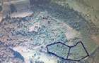 De vanzare 2 Hectare de Padure Brad Douglas Duplex Oportunitate Unica - 12