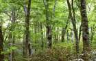 Vand Padure judet Arges 3 ha