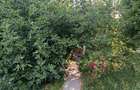 CASA SINGUR CURTE PARCUL CAROL TEREN IN PROPRIETATE 620MP POTENTIAL ENORM DIVERS - 2