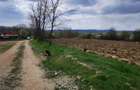 Teren 26500mp investitie dezvoltator imobiliar km 7 Calea Caransebesului 11 euro negociabil - 8