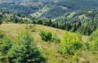 De vanzare-Teren 5 hectare in inima muntilor apuseni!