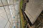 Inchiriez sera, solariu pentru productie flori sau legume - 6