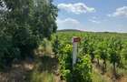 Vand teren vie in Maderat, jud Arad - 4