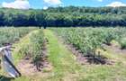 Afacere la Cheie: Plantatie Afine 1.93 Ha Profit Garantat - 5