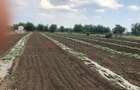 Ferma de vanzare 3 ha ,Exploata?ie agricola ?i zootehnica - 4