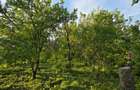 Casa cu 4 camere, mobilata, Mosteni, 35000 EUR - Mosteni (Teleorman) - 14