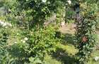 Casă cu 3 camere în Râmnicu Sărat - 9
