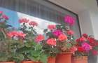 Apartament cu 2 camere semidecomandat în Stadionului - 12