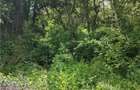 Domeniu verde autentic, +5.000mp, front la DJ, Valcele, Brasov -- Cov - 9