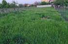 Teren de vanzare 491 mp Bariera Valcii, Craiova - 3