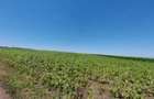 6,2 ha teren agricol la Plesoi judetul Dolj - 1